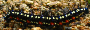 Larvae